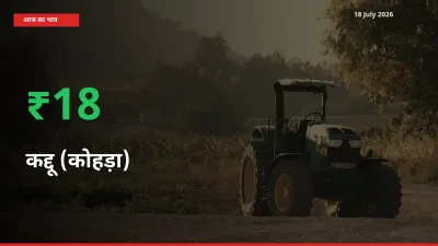 कद्दू (कोहड़ा) 18.25% उछला, मंडी