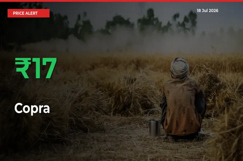 Why Copra Prices Rose 16.52% in a Day at Mandis