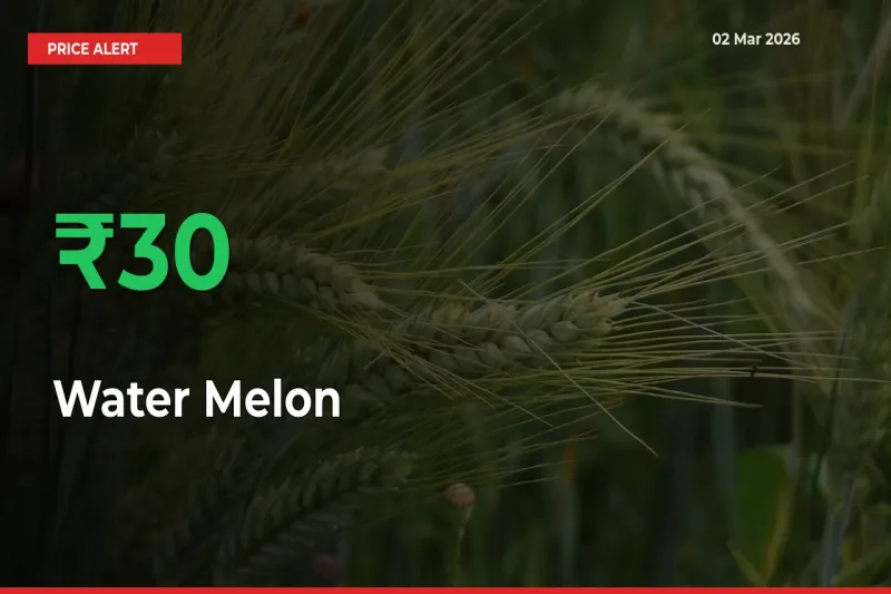 This Mandi Records 30.37% Jump in Water Melon Prices