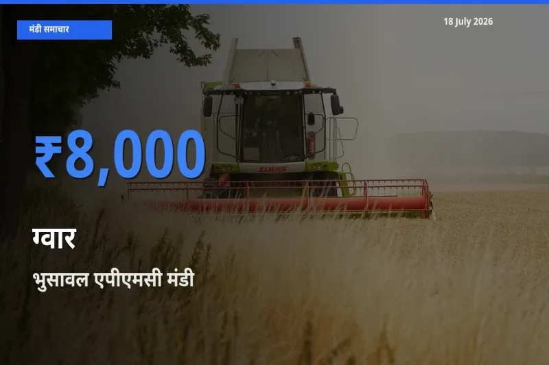 भुसावल एपीएमसी में ग्वार का आज सबसे ऊँचा भाव