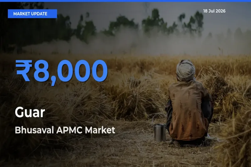 Bhusaval APMC Offers ₹8,000 – Highest Guar Rate Today