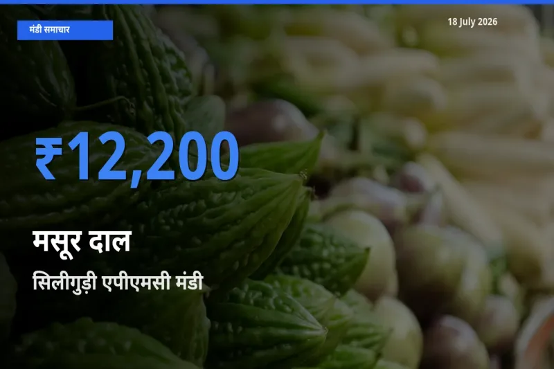 टॉप मंडी बना सिलीगुड़ी एपीएमसी! मसूर दाल के सबसे ऊँचे दाम यहीं दर्ज