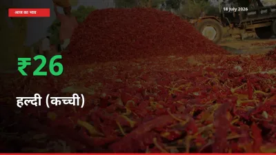 हल्दी (कच्ची) 25.69% उछला, मंडी