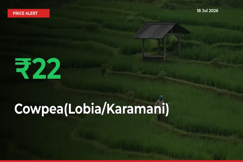 Sharp Jump! Cowpea(Lobia/Karamani) Prices Climb 22.18% in 24 Hours at Key Mandis