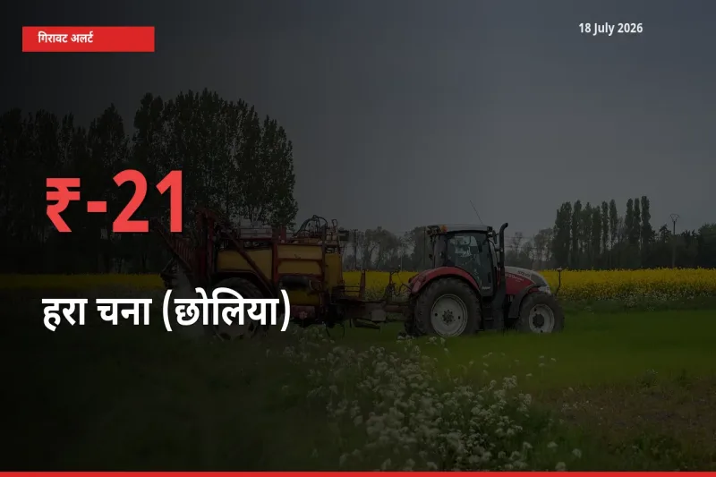 अचानक झटका! मंडी में हरा चना (छोलिया) के दाम 20.8% टूटे