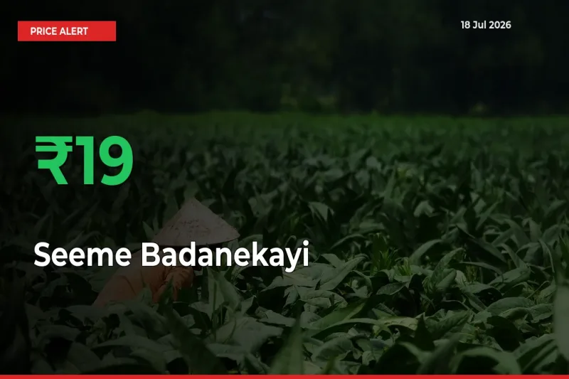 Sharp Jump! Seeme Badanekayi Prices Climb 18.66% in 24 Hours at Key Mandis