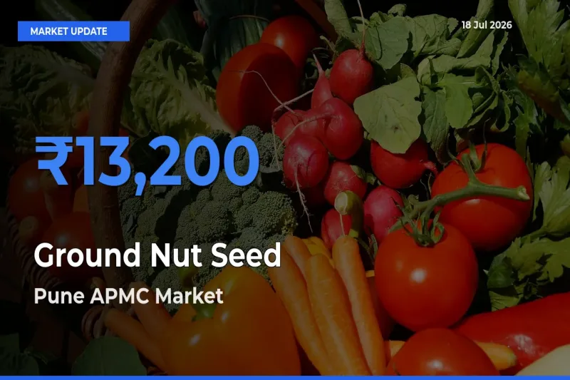 Pune APMC Offers ₹13,200 – Highest Ground Nut Seed Rate Today