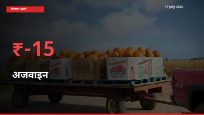 18 July अपडेट: अजवाइन के दाम मंडी में 15.06% गिरे
