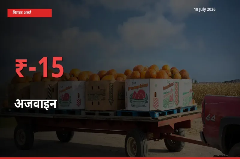 18 July अपडेट: अजवाइन के दाम मंडी में 15.06% गिरे