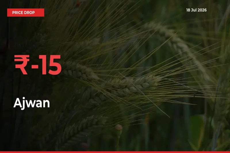 Why Ajwan Prices Fell 15.06% in a Day at Mandis