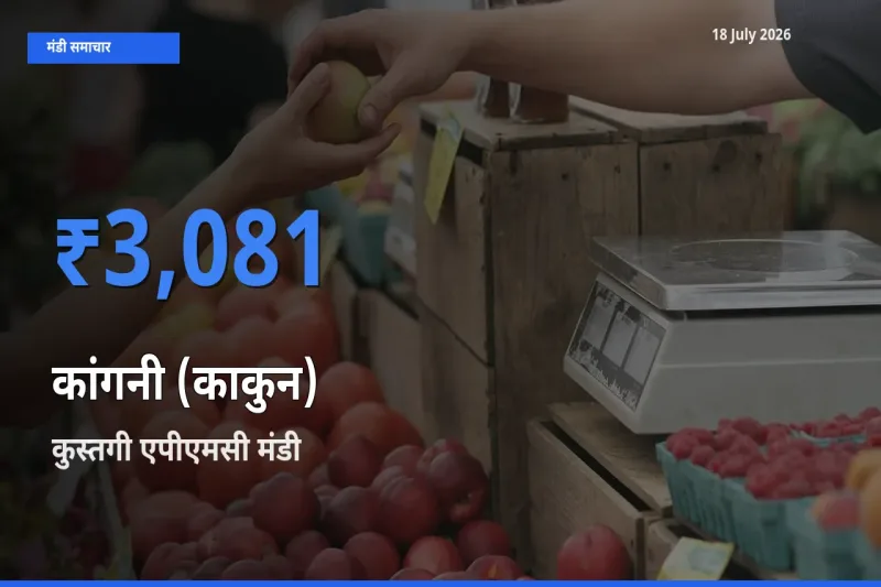 कुस्तगी एपीएमसी मंडी में कांगनी (काकुन) ₹3,081 पर पहुँचा – आज का सर्वोच्च भाव