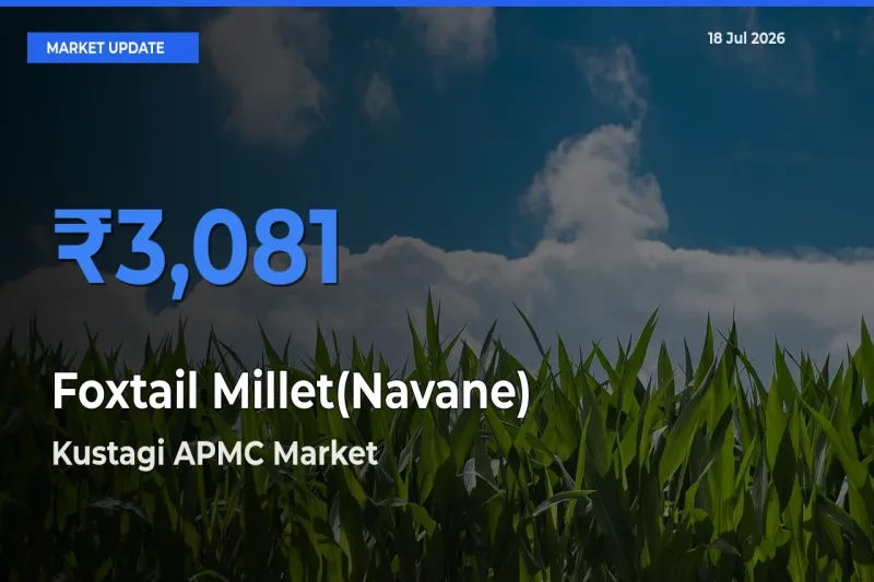 Top Performer! Kustagi APMC Offers Best Foxtail Millet(Navane) Price Today