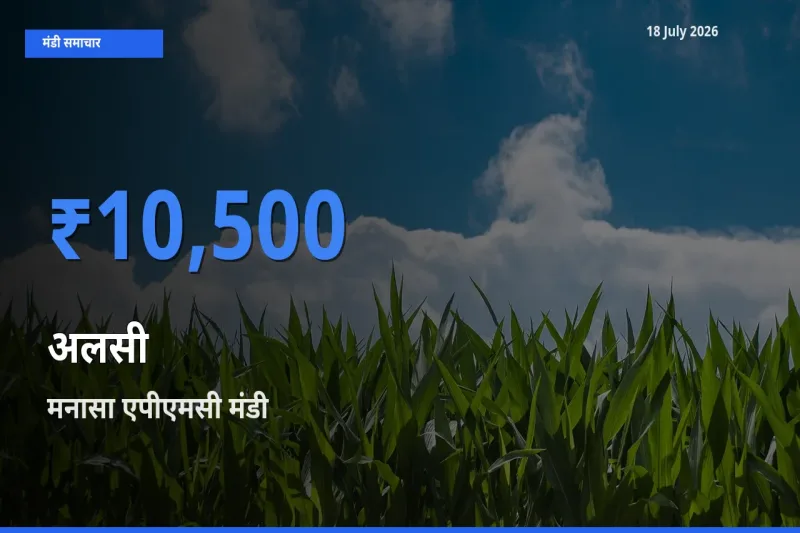 आज अलसी के सबसे ऊँचे दाम ₹10,500 मनासा एपीएमसी मंडी में