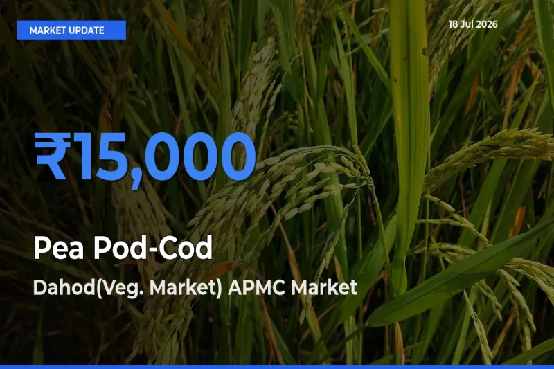 Farmers Prefer Dahod(Veg. Market) APMC as Pea Pod-Cod Hits Highest Rate