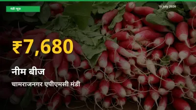 आज का मंडी भाव: चामराजनगर एपीएमसी में नीम बीज सबसे ऊँचे स्तर पर