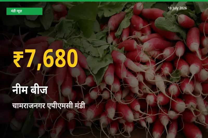 आज का मंडी भाव: चामराजनगर एपीएमसी में नीम बीज सबसे ऊँचे स्तर पर