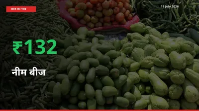 अचानक तेजी! मंडी में नीम बीज के दाम 131.51% चढ़े