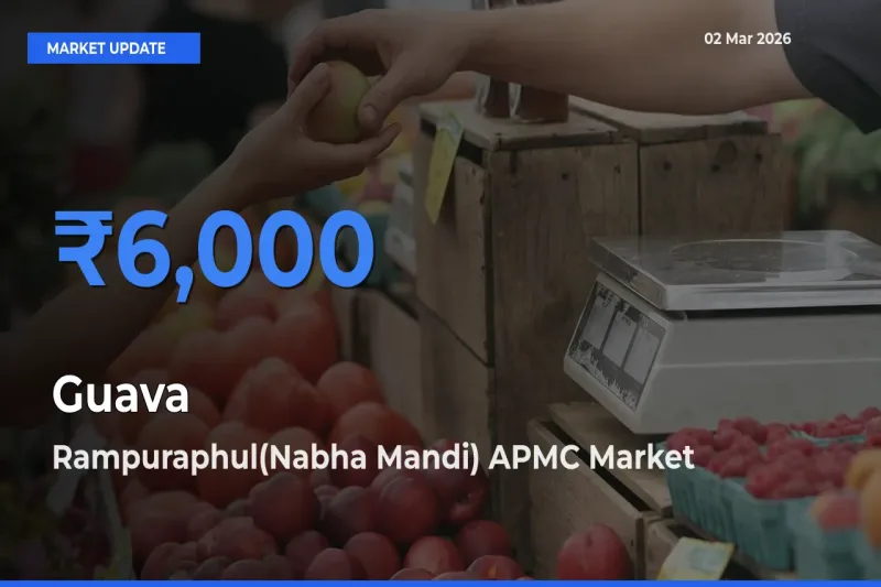 Rampuraphul(Nabha Mandi) APMC Leads as Top Mandi for Guava Prices
