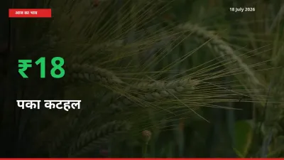 पका कटहल 18.09% उछला, मंडी