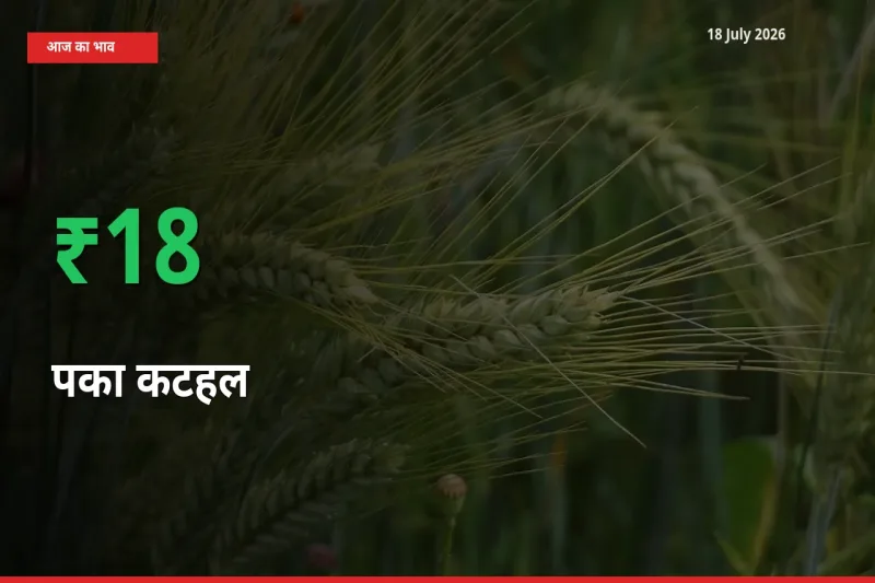पका कटहल 18.09% उछला, मंडी