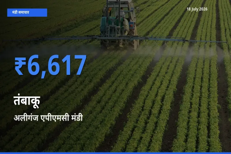 अलीगंज एपीएमसी मंडी में आज तंबाकू के सबसे ऊँचे दाम दर्ज