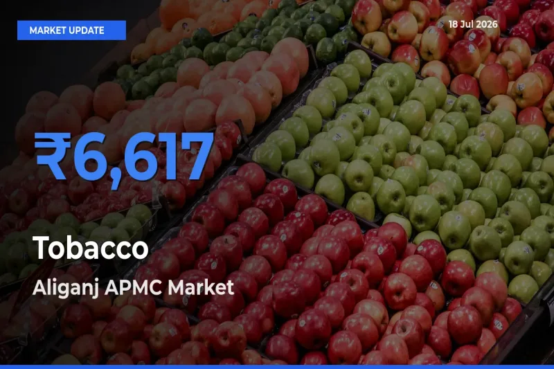 Farmers Prefer Aliganj APMC as Tobacco Hits Highest Rate