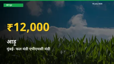 आड़ू के भावों में जबरदस्त उछाल, मुंबई- फल मंडी एपीएमसी में नया उच्च स्तर