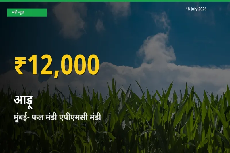 आड़ू के भावों में जबरदस्त उछाल, मुंबई- फल मंडी एपीएमसी में नया उच्च स्तर