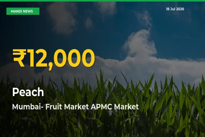 Peach Prices Soar to Record High in Mumbai- Fruit Market APMC – Farmers Alert Today