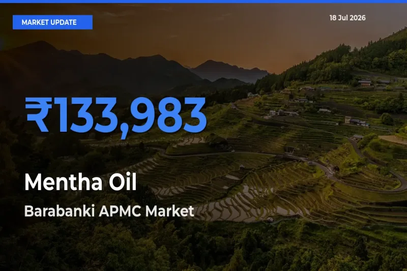 Barabanki APMC Tops Mentha Oil Mandi Rates Today