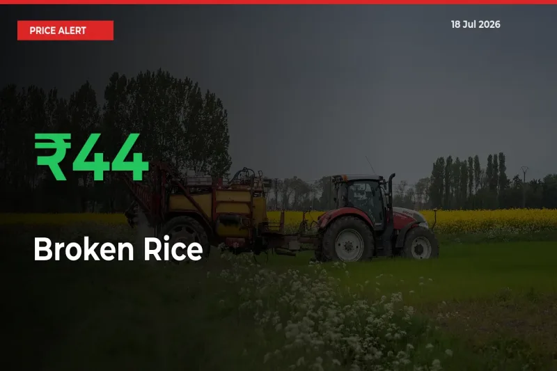 Big Rally! Broken Rice Climbs 43.7% in 24 Hours at Top Mandis