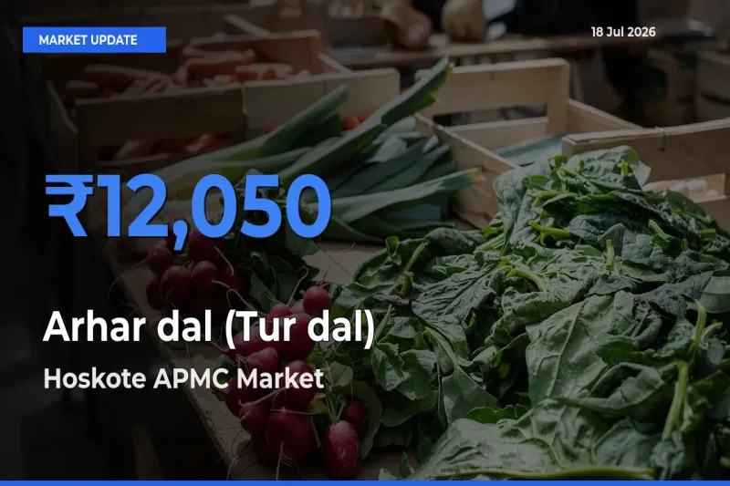 Hoskote APMC Tops Arhar dal (Tur dal) Mandi Rates Today