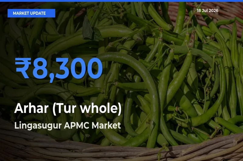Lingasugur APMC Tops Arhar (Tur whole) Rates – July 18 Market Update