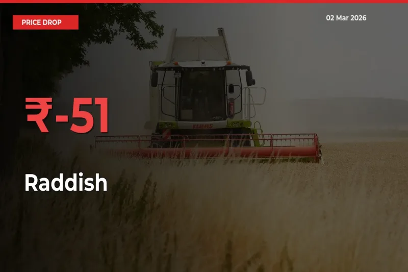Raddish Falls 51.29% at Mandis