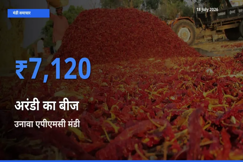 टॉप मंडी बना उनावा एपीएमसी! अरंडी का बीज के सबसे ऊँचे दाम यहीं दर्ज