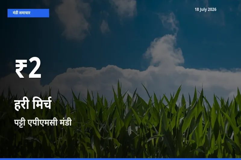 18 July अपडेट: हरी मिर्च के दाम 30 दिन के न्यूनतम स्तर पर, पट्टी एपीएमसी