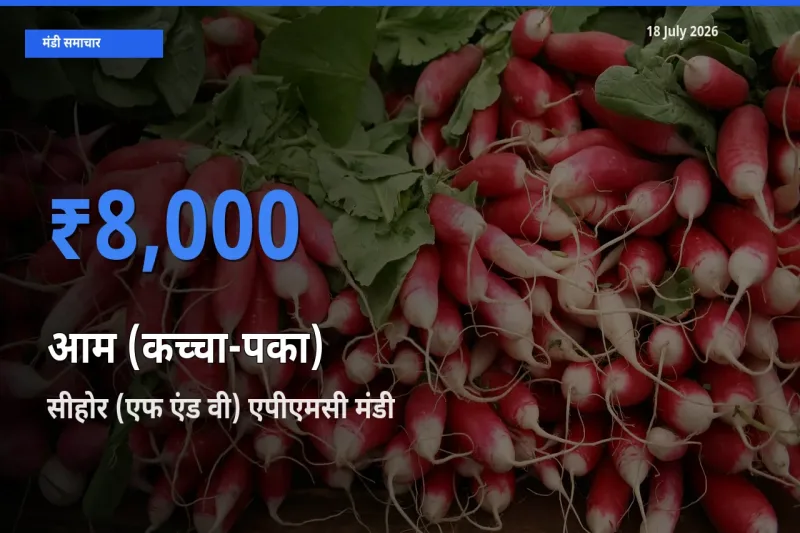 आज का मंडी भाव: आम (कच्चा-पका) के सबसे ज़्यादा दाम सीहोर (एफ एंड वी) एपीएमसी में