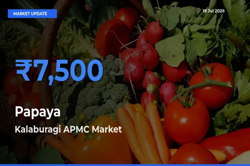 Farmers Prefer Kalaburagi APMC as Papaya Hits Highest Rate