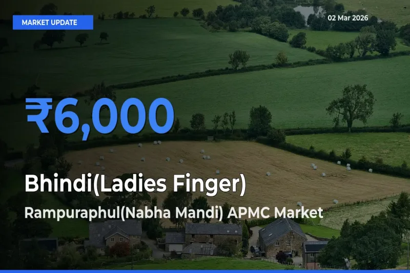 Bhindi(Ladies Finger) Mandi Rate Today: Rampuraphul(Nabha Mandi) APMC Tops the List
