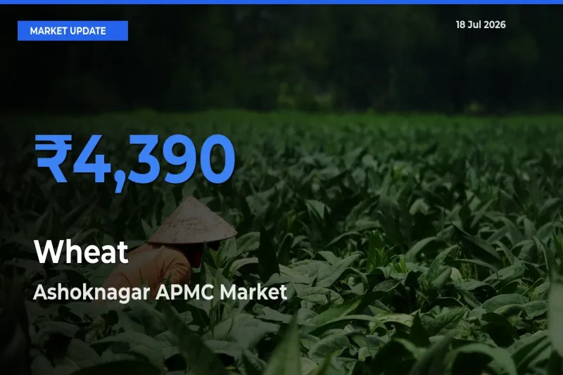 Ashoknagar APMC Leads as Top Mandi for Wheat Prices