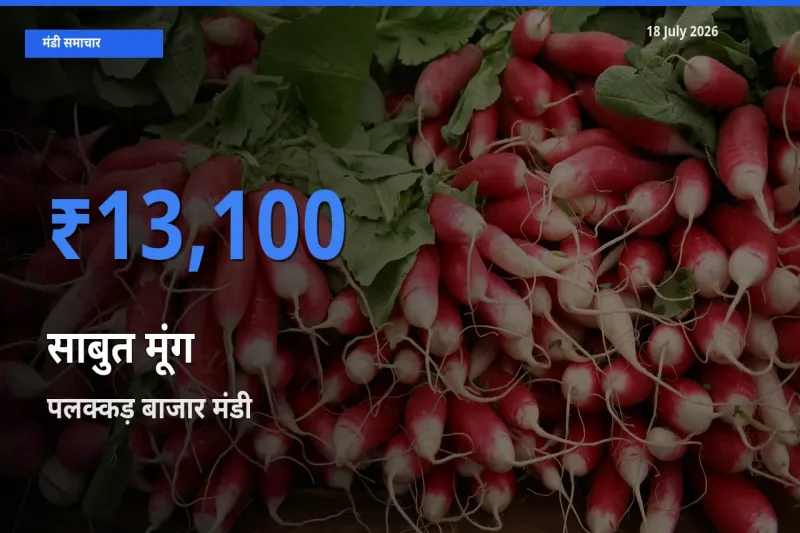 आज का मंडी भाव: साबुत मूंग के सबसे ज़्यादा दाम पलक्कड़ बाजार में