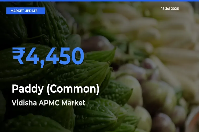 Vidisha APMC Records Highest ₹4,450 Rate for Paddy (Common)