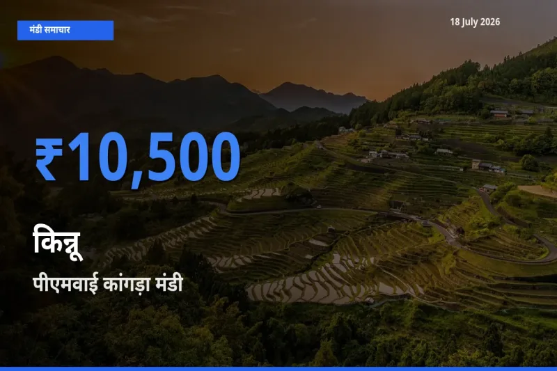 टॉप मंडी बना पीएमवाई कांगड़ा! किन्नू के सबसे ऊँचे दाम यहीं दर्ज