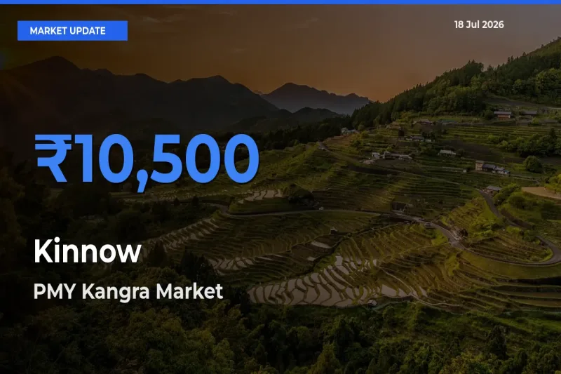 PMY Kangra Records Highest ₹10,500 Rate for Kinnow