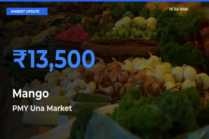 PMY Una Offers ₹13,500 – Highest Mango Rate Today