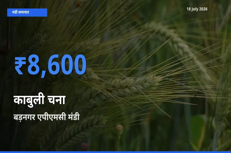 आज काबुली चना के सबसे ज़्यादा दाम बड़नगर एपीएमसी मंडी में दर्ज