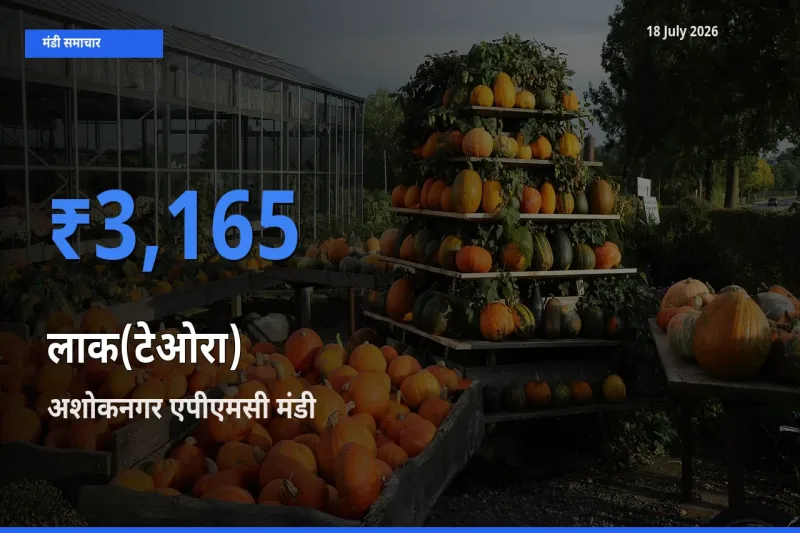 किसानों की पसंद बना अशोकनगर एपीएमसी, लाक(टेओरा) के सबसे अच्छे दाम
