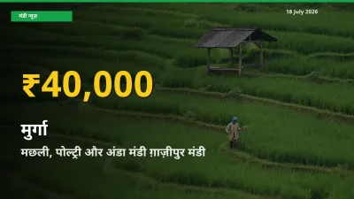 मुर्गा के भावों में जबरदस्त उछाल, मछली, पोल्ट्री और अंडा मंडी ग़ाज़ीपुर में नया उच्च स्तर