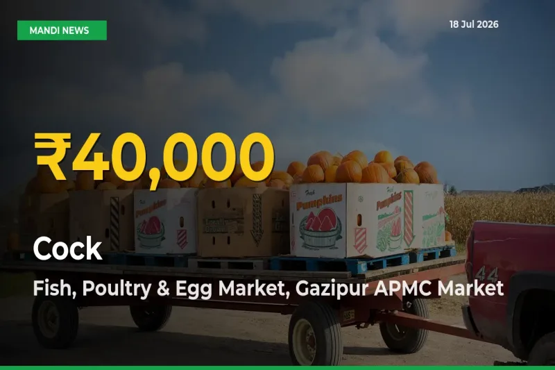 Big Jump in Cock Prices! Fish, Poultry & Egg Market, Gazipur APMC Records New Peak Today
