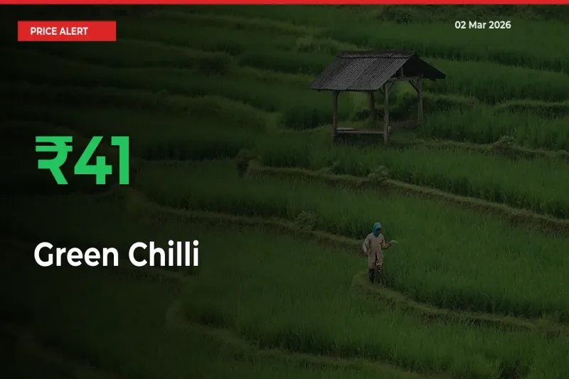 Sudden 41.44% Rally in Green Chilli Prices Across Mandis